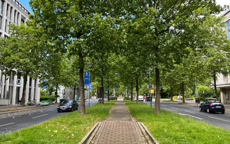 Die Heinrich-Heine-Allee mit Bäumen und Autos